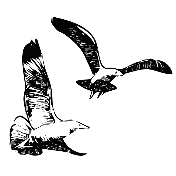 Herring Gulls flying up vector graphics